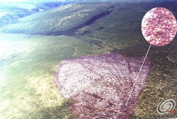 Аэрофотосъемка одного из эпицентров Витимского падения, Космопоиск, 2003