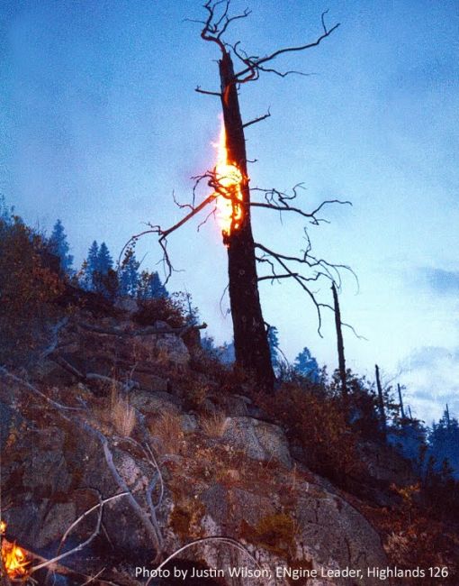 burned-tree5